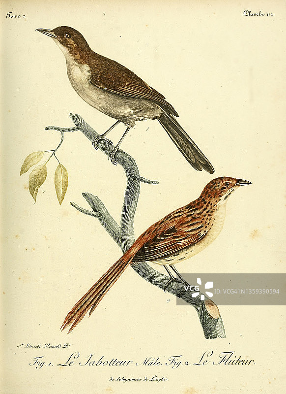 18世纪棕色地鹎插图图片素材