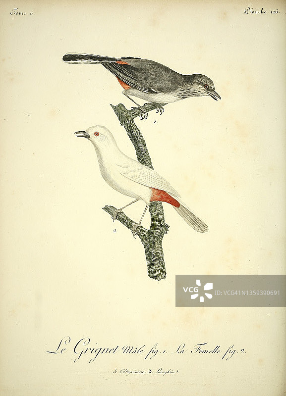 格里涅，18世纪插图图片素材