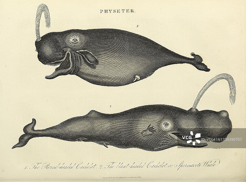 19世纪插图：抹香鲸图片素材