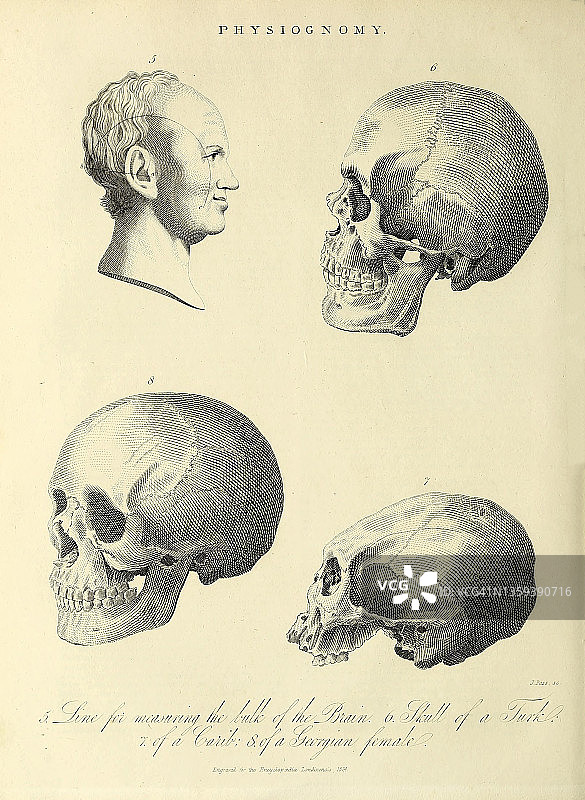 19世纪的头骨四视图插图图片素材