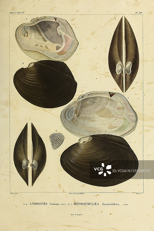 19世纪的淡水贻贝插图图片素材