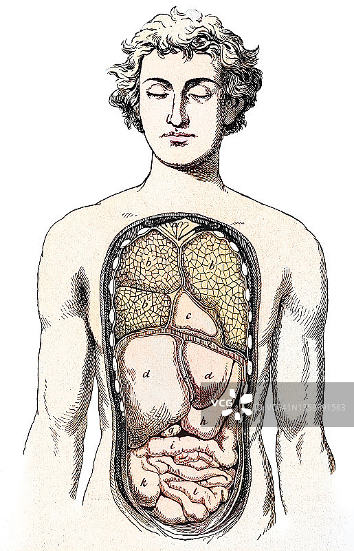 人类肠道、内脏器官的古老雕刻插图图片素材