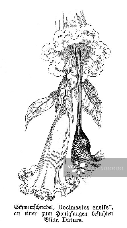 蜂鸟为曼陀罗花授粉古老雕刻插图图片素材
