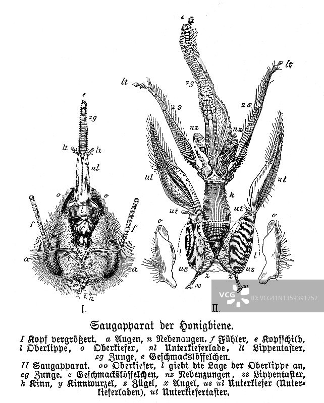 蜜蜂头部的古老雕刻插图图片素材