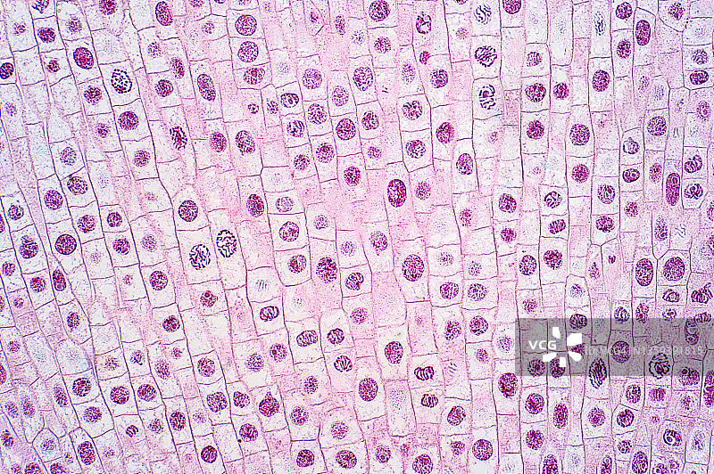有丝分裂，光学显微照片。图片素材