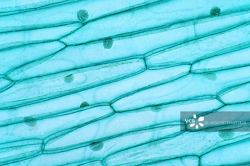 植物细胞显微照片图片素材