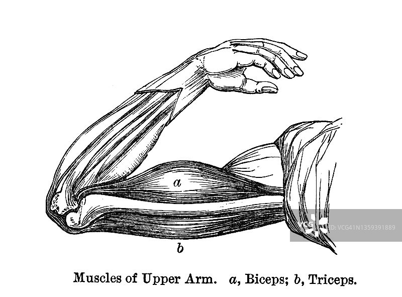 上臂肌肉（肱二头肌和肱三头肌）古版画插图图片素材