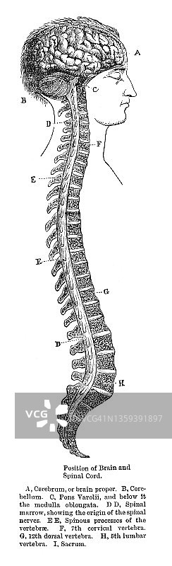 人脑和脊髓雕刻插图图片素材