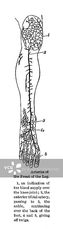 人体小腿前部动脉的古老雕刻插图图片素材