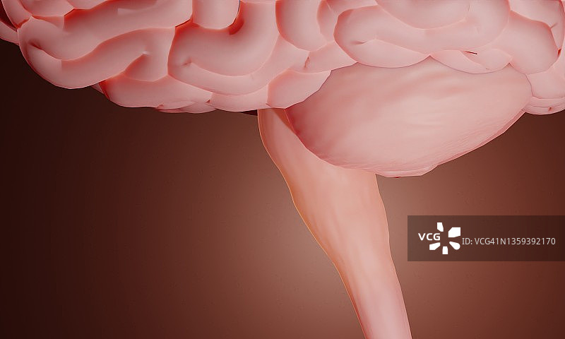 延髓，图示图片素材