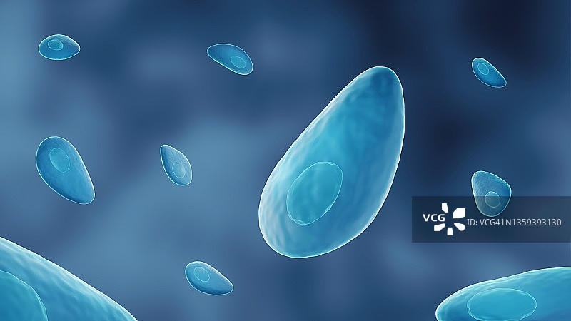 弓形虫寄生虫插图图片素材