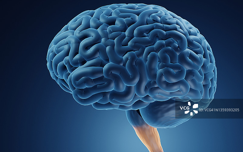 延髓，图示图片素材