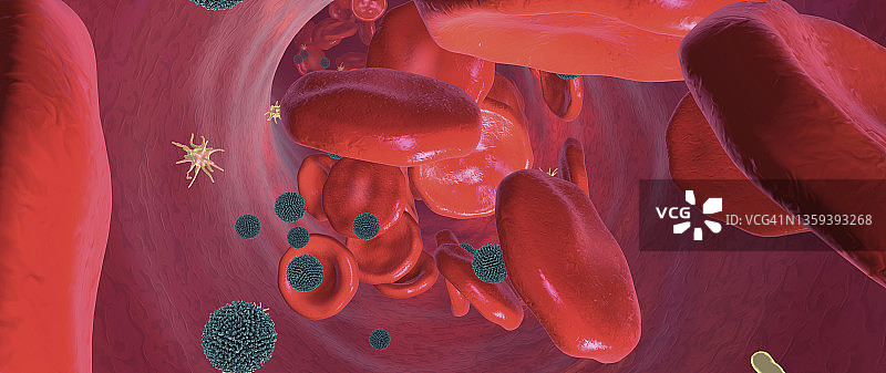 血管中循环的血液成分，图示图片素材