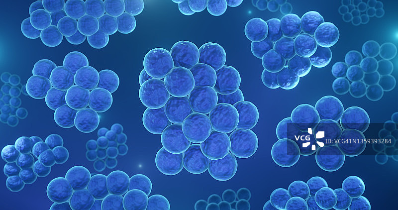 金黄色葡萄球菌图片素材