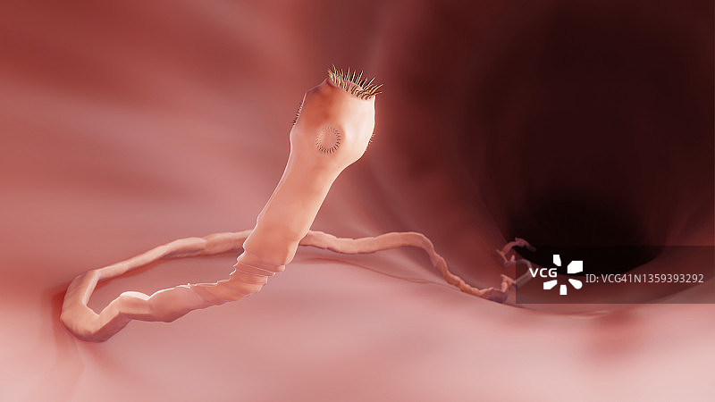 肠道内的绦虫插图图片素材