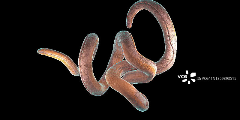 线虫，图示图片素材