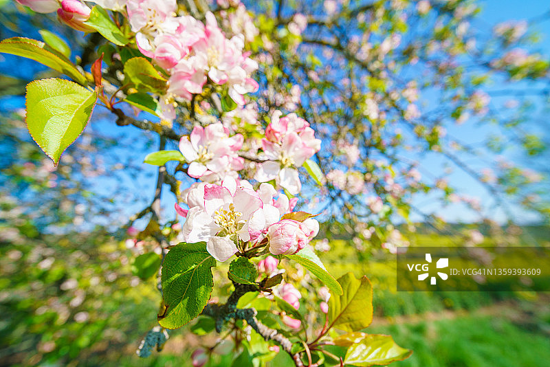 苹果花图片素材