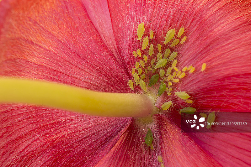 野花上的蚜虫图片素材