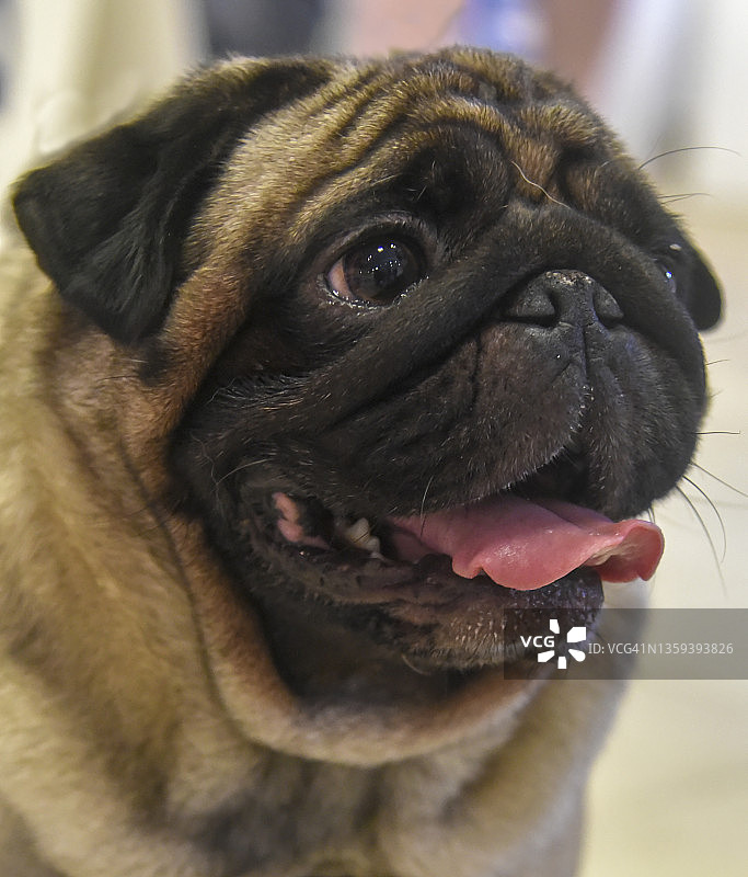 哈巴狗图片素材