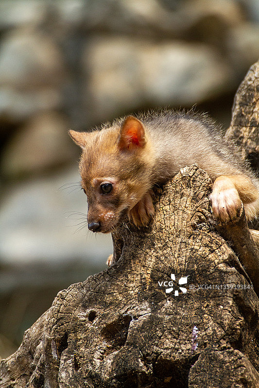 金豺幼崽图片素材