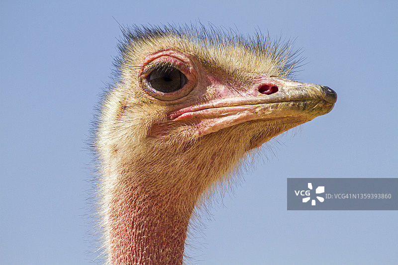 普通鸵鸟图片素材