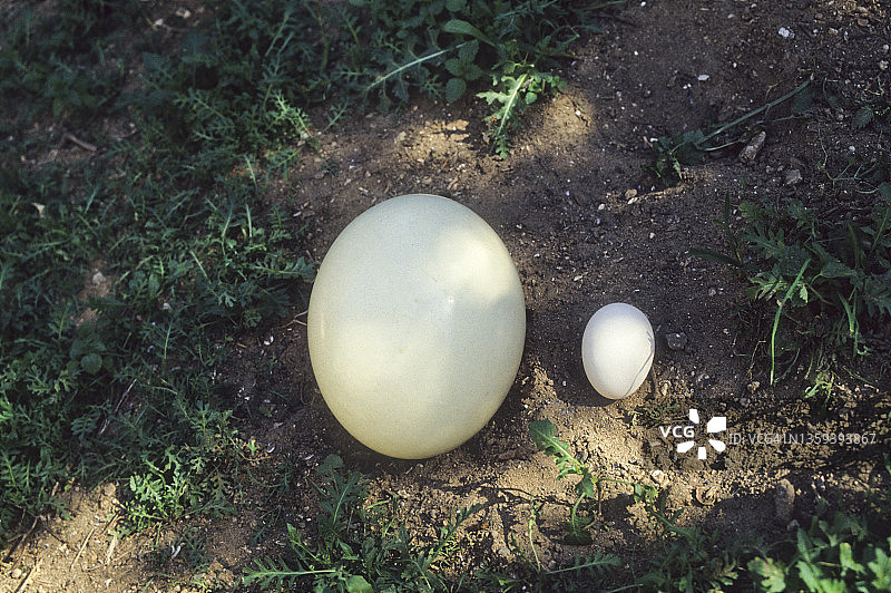鸵鸟蛋和鸡蛋图片素材