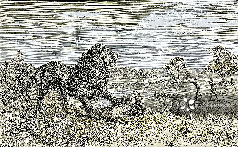 19世纪的狮子与基督教土著插画图片素材