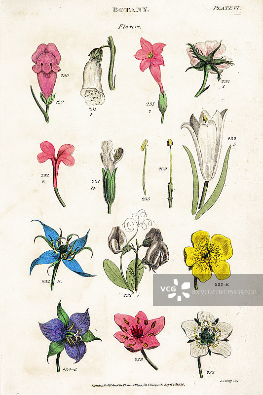 19世纪植物学分类插图图片素材