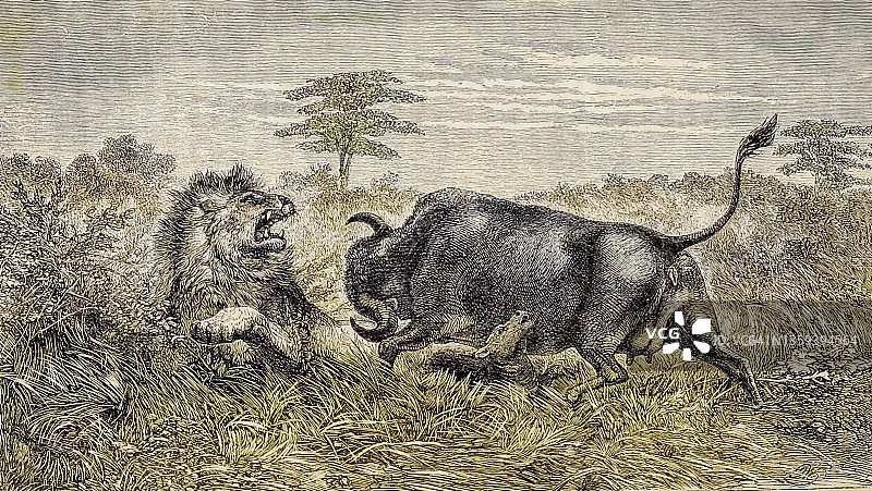 19世纪插画：水牛保护幼崽图片素材
