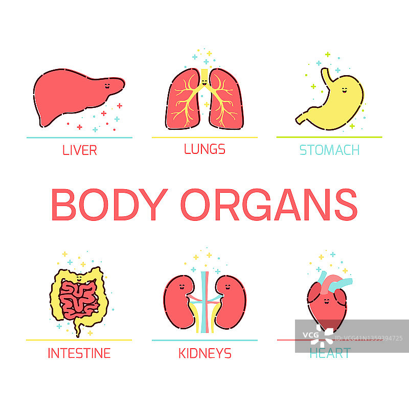 人体器官概念图图片素材