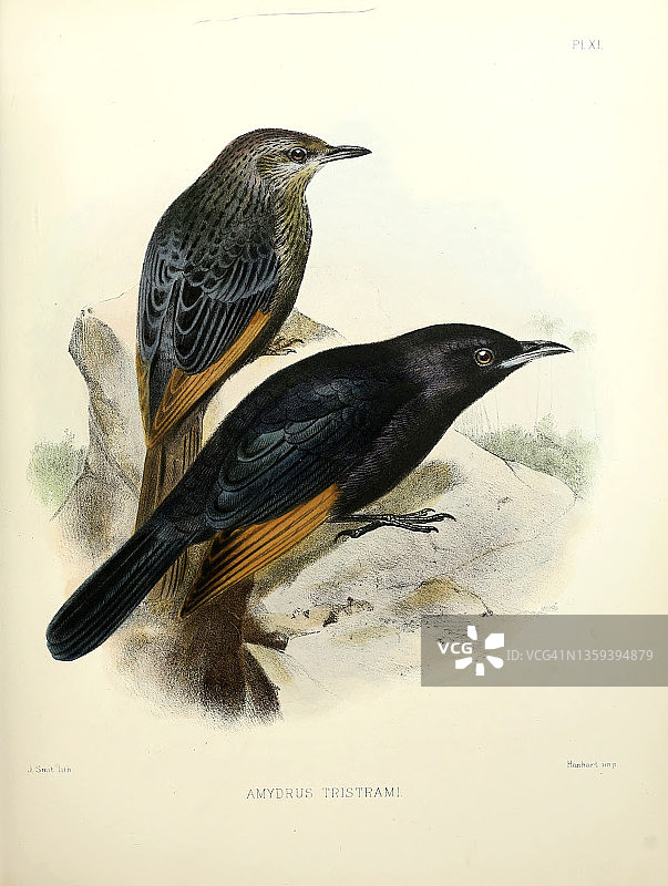 19世纪的群栖椋鸟插图图片素材