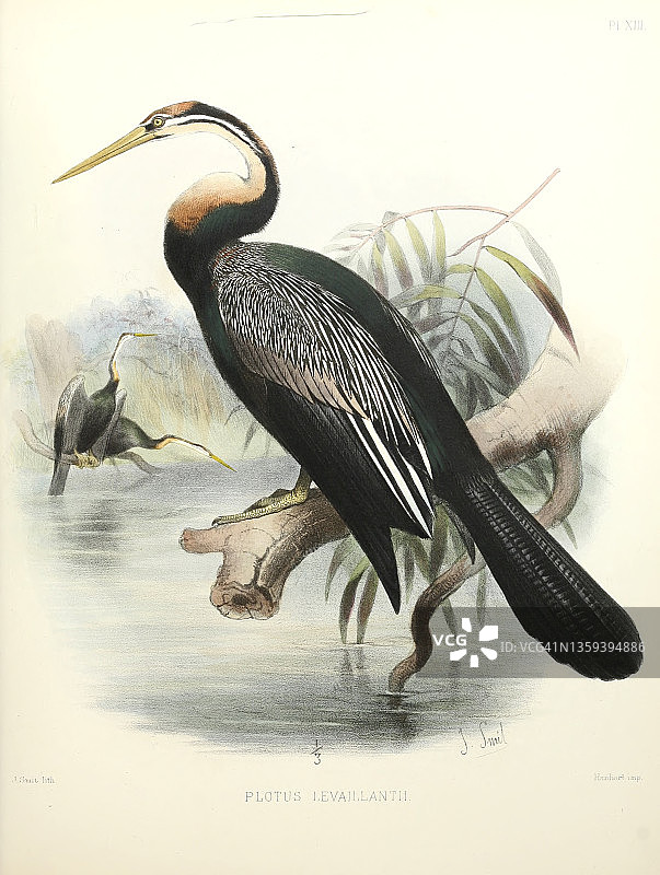 19世纪的非洲蛇鹈插图图片素材