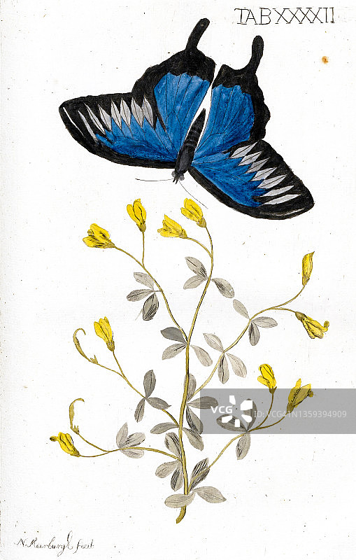 蝴蝶与植物，18世纪插图图片素材