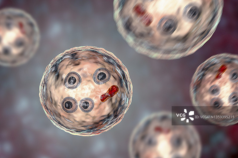 溶组织内阿米巴原虫包囊图片素材