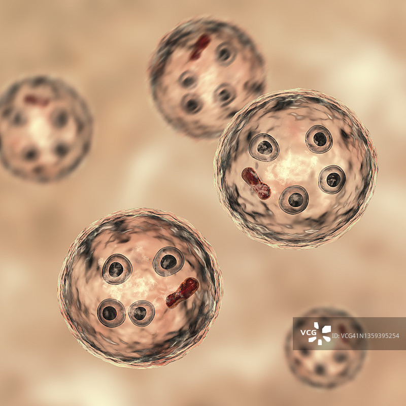 溶组织内阿米巴原虫包囊图片素材