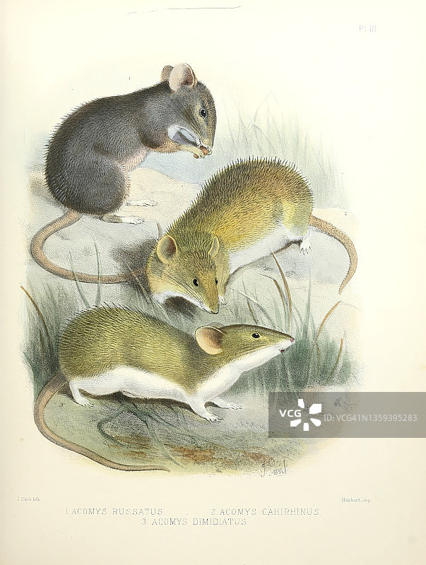 多刺小鼠，19世纪插图图片素材
