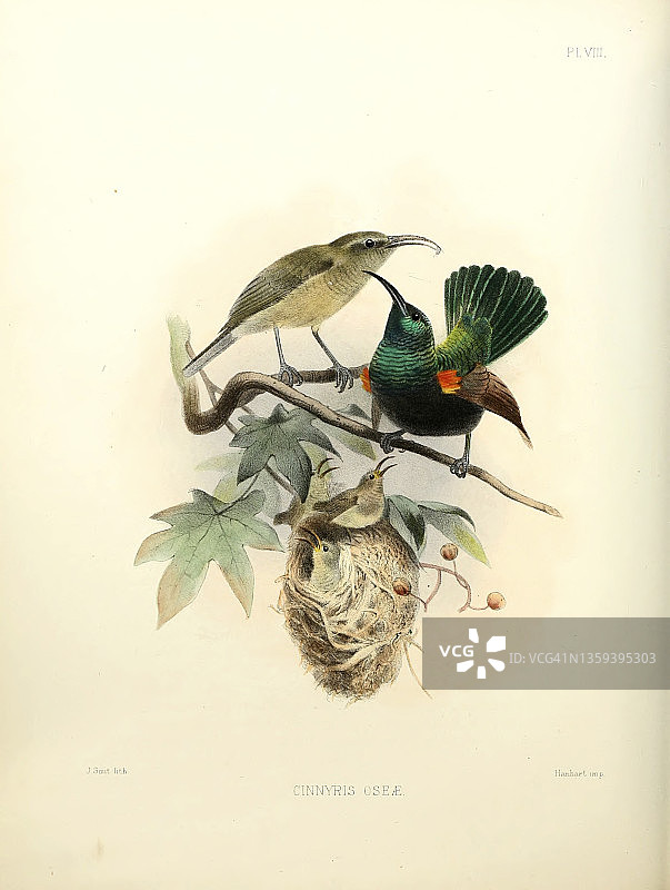 太阳鸟，19世纪插图图片素材