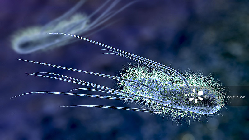 大肠杆菌插画图片素材