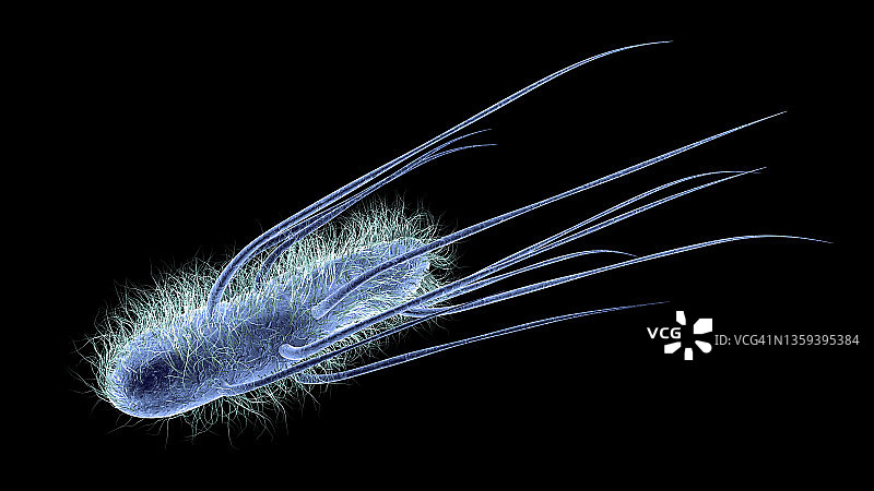 大肠杆菌插画图片素材