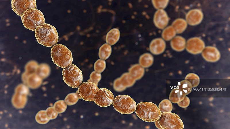 明串珠菌细菌图片素材