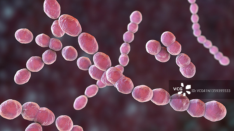 明串珠菌细菌图片素材