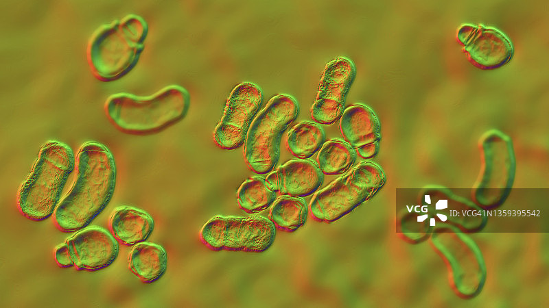 马拉色菌皮肤真菌插图图片素材