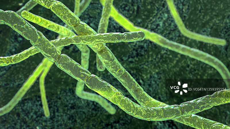 诺卡氏菌细菌图图片素材