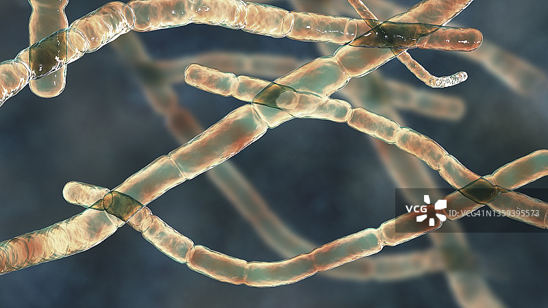 诺卡氏菌细菌图图片素材