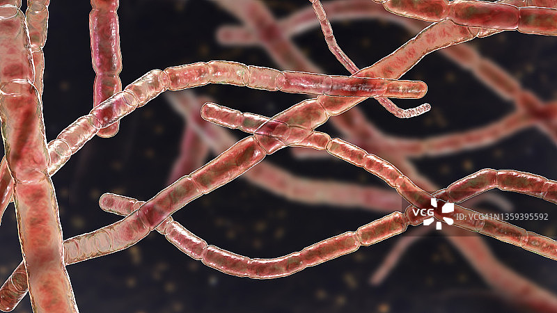 诺卡氏菌细菌图图片素材