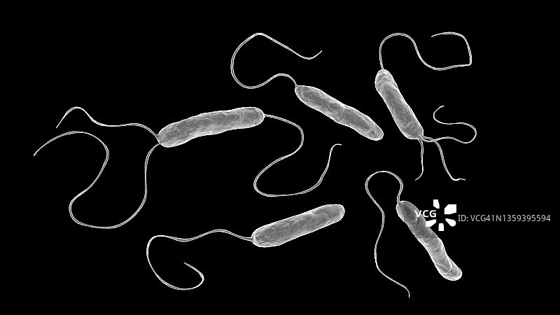 嗜麦芽窄食单胞菌细菌，图示图片素材