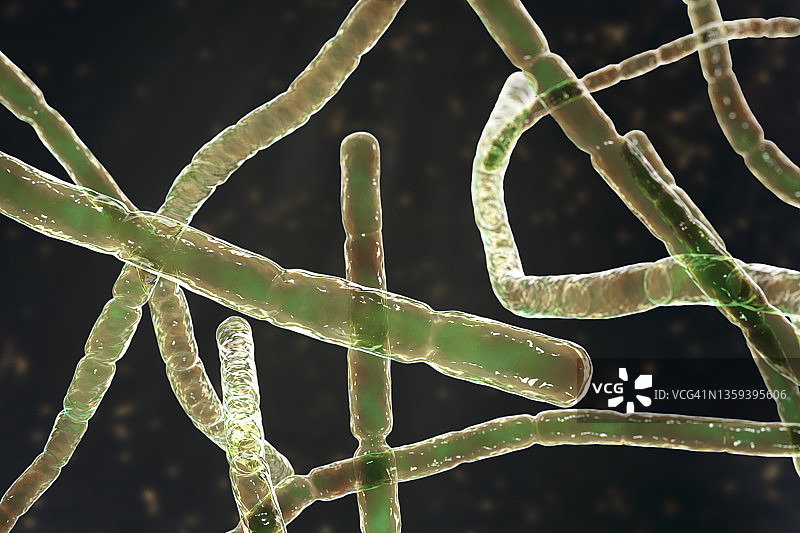 诺卡氏菌细菌图图片素材