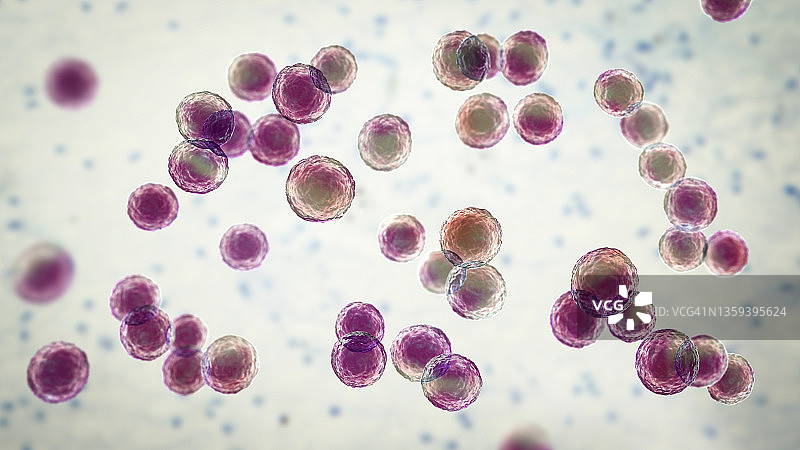 片球菌细菌插图图片素材