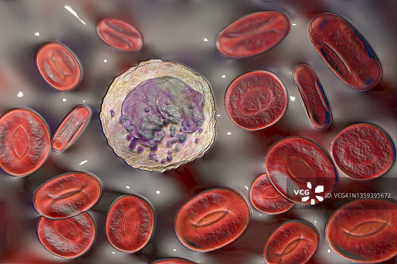 嗜碱性粒细胞和红细胞，图示图片素材