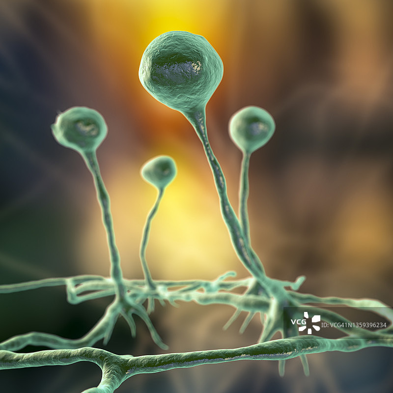 根霉菌插图图片素材